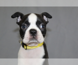 Boston Terrier Puppy for sale in BROOKSVILLE, FL, USA