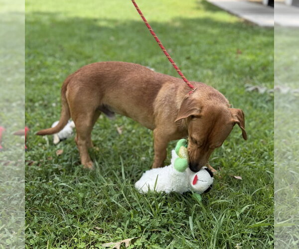 Medium Photo #2 Dachshund Puppy For Sale in Yardley, PA, USA