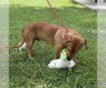 Small #1 Dachshund