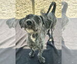 Small #1 Shih Tzu Mix