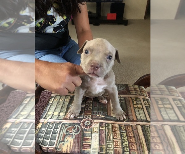 Medium Photo #2 American Bully Puppy For Sale in RUTHERFORDTON, NC, USA