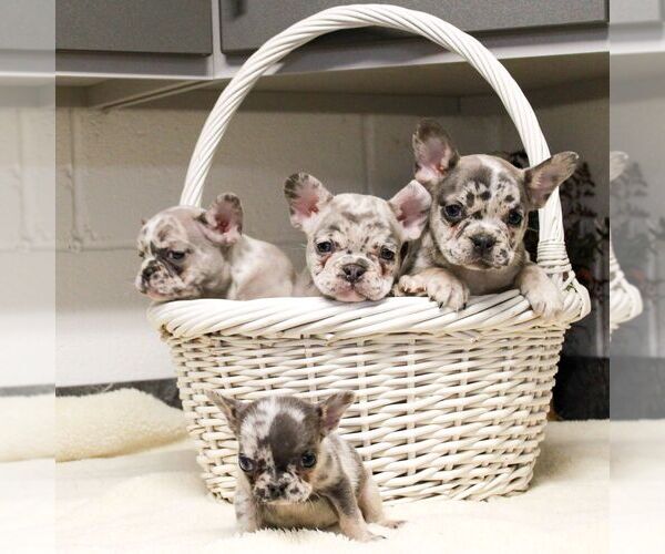Medium Photo #2 French Bulldog Puppy For Sale in EAST EARL, PA, USA