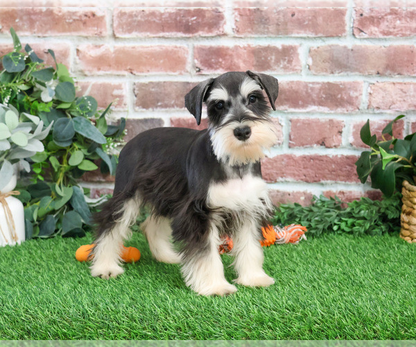 Medium Photo #4 Schnauzer (Miniature) Puppy For Sale in SYRACUSE, IN, USA