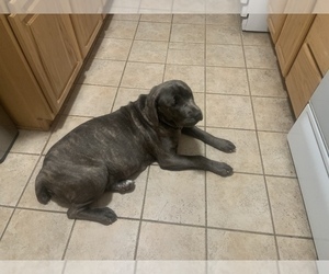 Mother of the Cane Corso puppies born on 02/18/2022