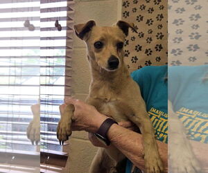 Chihuahua-Unknown Mix Dogs for adoption in Amarillo, TX, USA