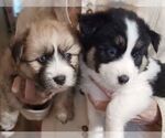 Small #1 Shih Tzu Mix