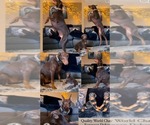 Puppy Puppy Red Doberman Pinscher