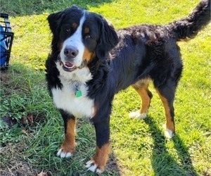 Mother of the Bernese Mountain Dog puppies born on 04/03/2025