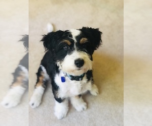 Bernedoodle (Miniature) Dogs for adoption in PORTAGE, MI, USA
