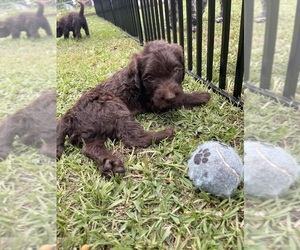Labradoodle Puppy for Sale in GEORGETOWN, South Carolina USA