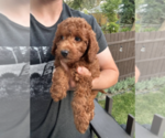 Small #1 Goldendoodle (Miniature)