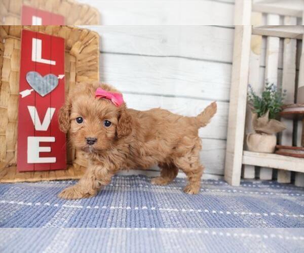 Medium Photo #11 Cavapoo (Toy) Puppy For Sale in NEW YORK, NY, USA