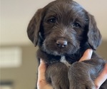 Small Photo #12 Labradoodle Puppy For Sale in PUEBLO, CO, USA