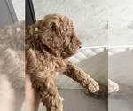 Small #9 Poodle (Toy)