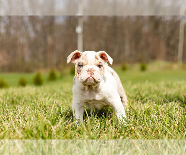 Medium Photo #7 Olde English Bulldogge Puppy For Sale in WARSAW, IN, USA