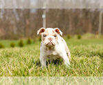 Small Photo #7 Olde English Bulldogge Puppy For Sale in WARSAW, IN, USA