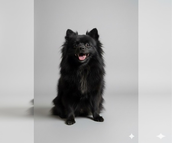 Medium Photo #1 Pomeranian Puppy For Sale in PHILADELPHIA, PA, USA