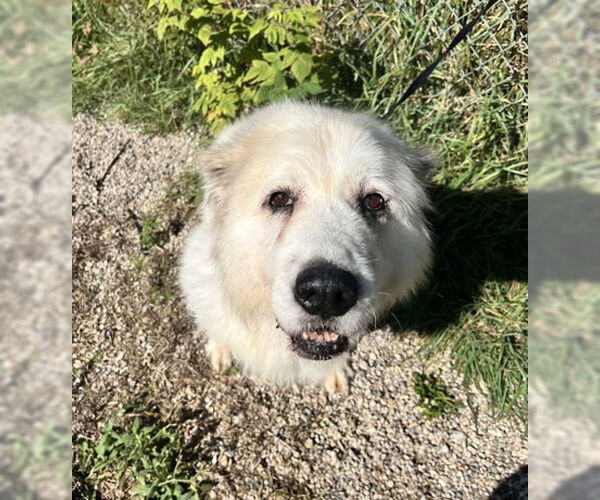 Medium Photo #1 Great Pyrenees Puppy For Sale in Lake City, MI, USA