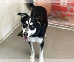 Small Australian Shepherd