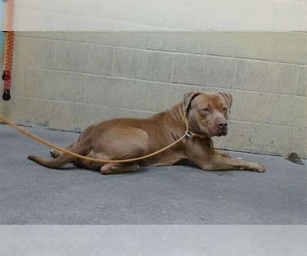 Medium Photo #1 American Pit Bull Terrier-Unknown Mix Puppy For Sale in Downey, CA, USA