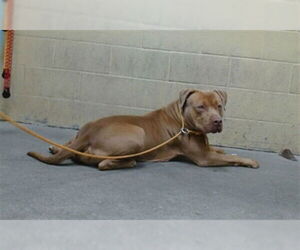 American Pit Bull Terrier-Unknown Mix Dogs for adoption in Downey, CA, USA