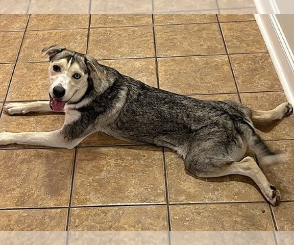 Medium Photo #4 Labsky Puppy For Sale in Decatur, GA, USA