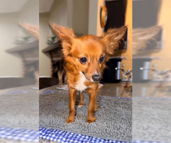 Medium Photo #3 Chihuahua-Unknown Mix Puppy For Sale in Cranston, RI, USA
