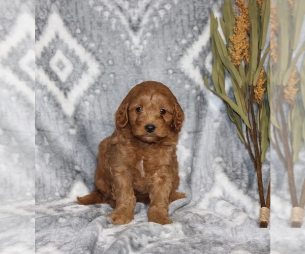 Medium Photo #2 Goldendoodle (Miniature) Puppy For Sale in WOLCOTTVILLE, IN, USA