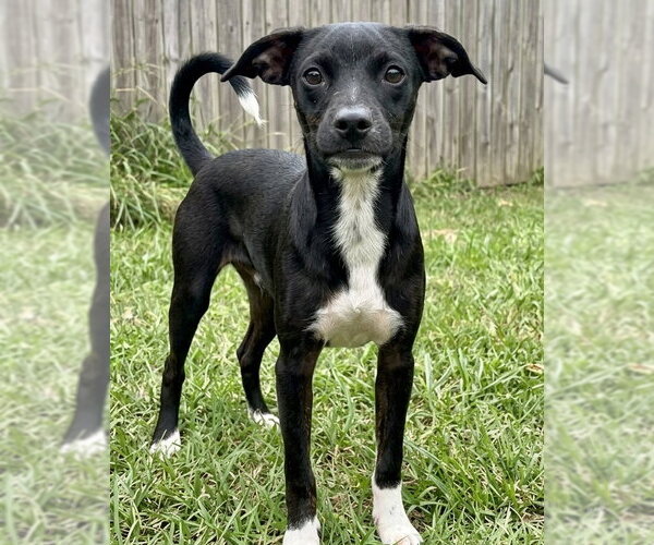 Medium Photo #3 Chipin Puppy For Sale in Grovertown, IN, USA