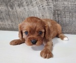 Small Photo #5 Cavalier King Charles Spaniel Puppy For Sale in CLARK, MO, USA