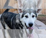 Small #1 Siberian Husky Mix