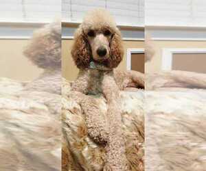 Mother of the Goldendoodle puppies born on 12/24/2022