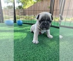 Puppy Ziggy Moonshot French Bulldog