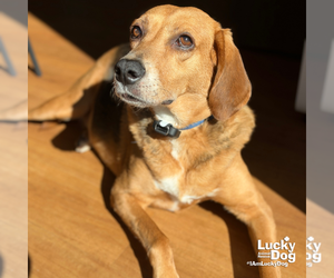 Mr. Parker - Male Mutt Dog for Adoption - Photo #2