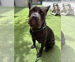 Maka - Female Mutt Dog for Adoption - Photo #3