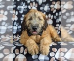 Small Photo #6 Soft Coated Wheaten Terrier Puppy For Sale in LEOLA, PA, USA