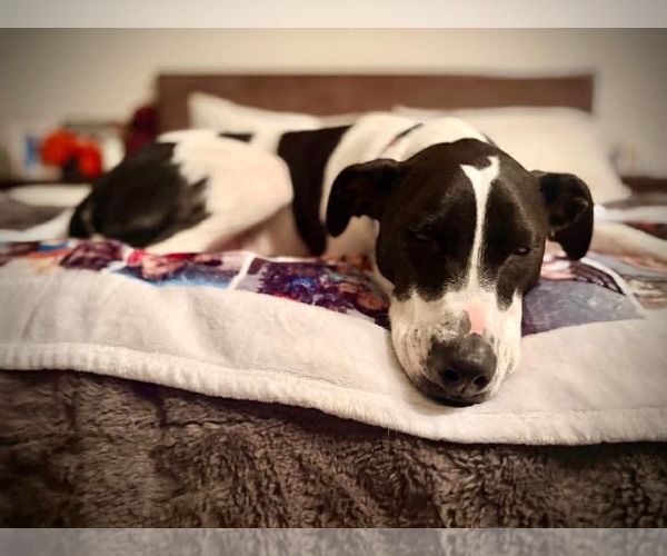 Medium Photo #17 Pointer-Unknown Mix Puppy For Sale in Westwood, NJ, USA