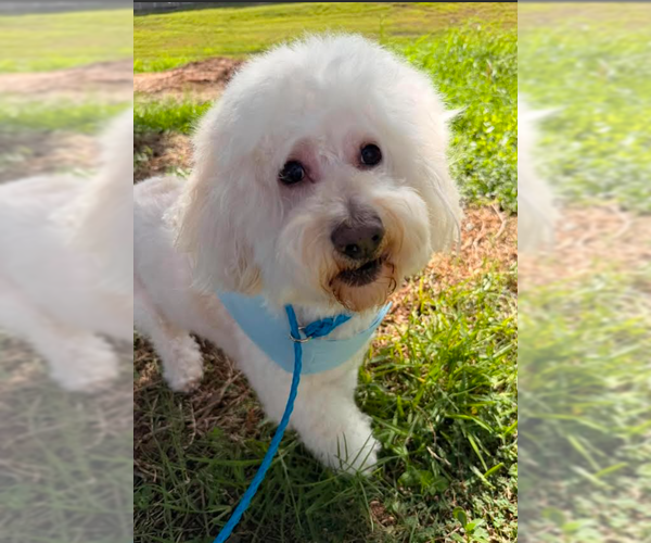 Medium Photo #2 Maltese-Unknown Mix Puppy For Sale in Cranston, RI, USA