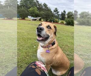 Retriever -Unknown Mix Dogs for adoption in Crystal, MN, USA