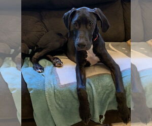 Great Dane Dogs for adoption in Royal Palm Beach, FL, USA