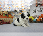 Salem - Male Poodle (Toy) Puppy for Sale - Photo #4