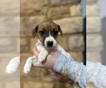 Small Photo #6 Jack Russell Terrier Puppy For Sale in CANNON FALLS, MN, USA