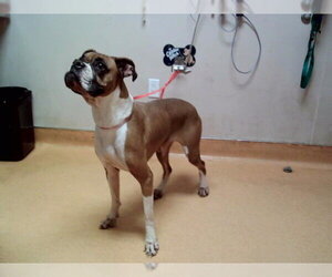 Boxer Dogs for adoption in Martinez, CA, USA