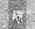 Small #8 American Staffordshire Terrier Mix