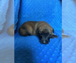Belgian Malinois Puppy for sale in PIEDMONT, AL, USA