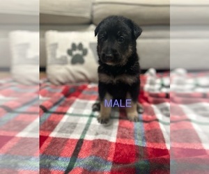 German Shepherd Dog Puppy for Sale in ALACHUA, Florida USA