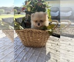 Small #4 Pomeranian