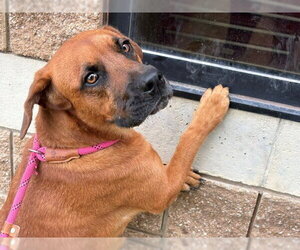 German Shorthaired Pointer-Unknown Mix Dogs for adoption in Tulsa, OK, USA