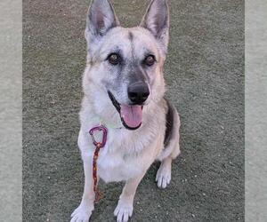 German Shepherd Dog-Unknown Mix Dogs for adoption in Las Vegas, NV, USA
