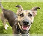 Small #1 German Shepherd Dog Mix